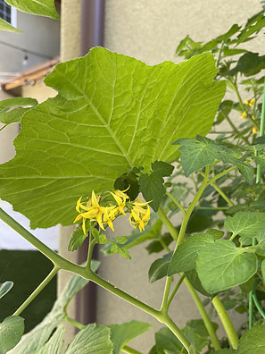 starting a food garden - flowers on food garden