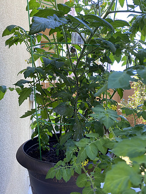 starting a food garden - veggies and fruit