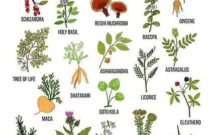 What are adaptogenic herbs