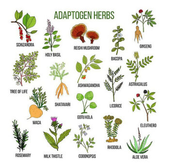 What are adaptogenic herbs