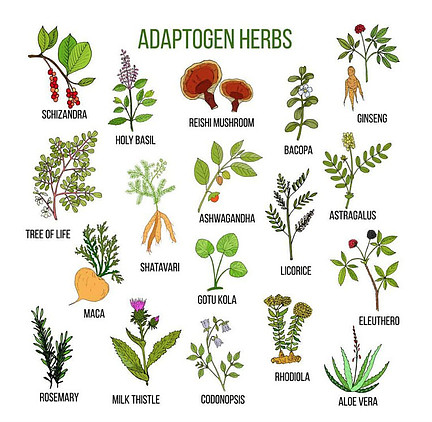 adaptogenic herbs