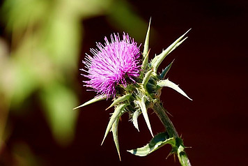 milk thistle