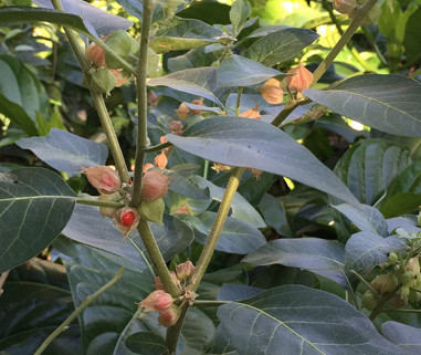 what is ashwagandha for - plant with berry