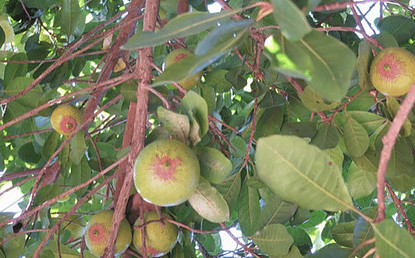 what is lucuma - tree family of Sapotaceae