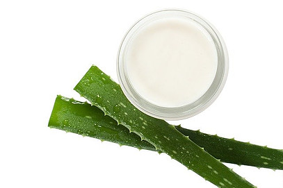 what is plant collagen - aloe leaves