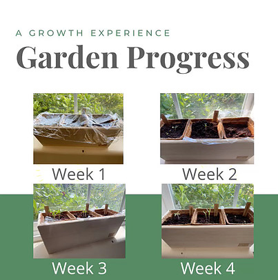 gardening for beginners-what to know - progress photo