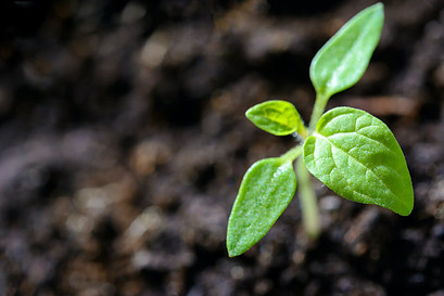 how to indoor garden - sprouting plant