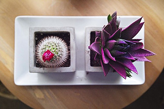 10 Succulent Subscriptions That Bring Joy to Your Space