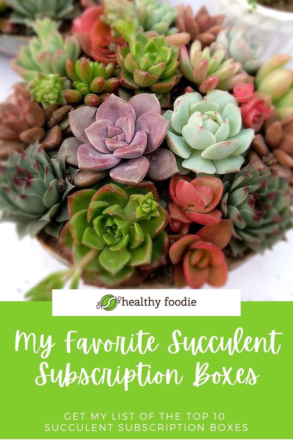 10 succulent subscriptions