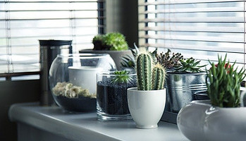 10 Succulent Subscriptions That Bring Joy to Your Space