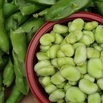 are fava beans good for you